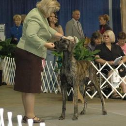 Great Dane Puppies from DaneDreams