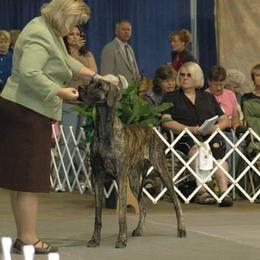Great Dane Puppies from DaneDreams