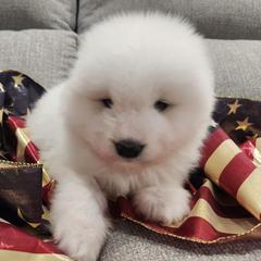 Banner (Red collar) - White male Samoyed puppy in Morgan, Utah from Carriage Court Kennels
