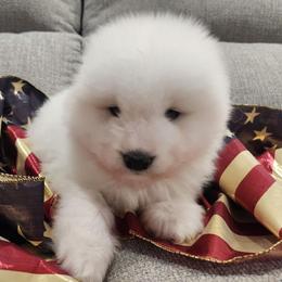 Banner (Red collar) - White male Samoyed puppy in Morgan, Utah from Carriage Court Kennels
