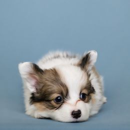Alice - Sable female Pembroke Welsh Corgi puppy in Herriman, Utah from Celtic Corgis