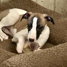 Whippet Puppies from Sonsteby
