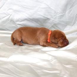 Chai - Dark golden male Golden Retriever puppy in New Weston, Ohio from Bertke AKC Golden Retrievers and Bernese Mountain Dogs