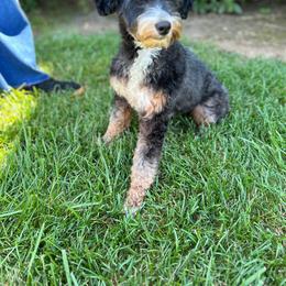 Harmony - Bernedoodle