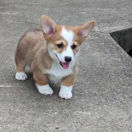 Pembroke Welsh Corgi Puppies from Bentley Corgis LLC