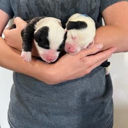 Boy 4 - male Old English Sheepdog puppy in Tulsa, Oklahoma from Yadah Sheepdogs