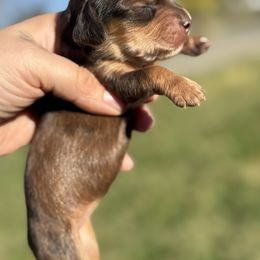 CKC SHADED RED DAPPLE - Dapple female Dachshund puppy in Anderson, California from Golden Paws Dachshunds