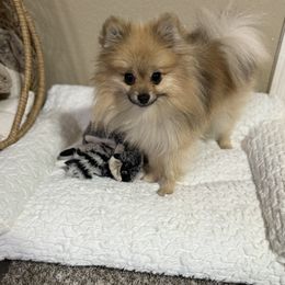 Pomeranian Puppies from JD Poms