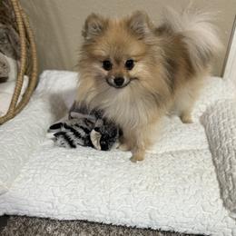 Pomeranian Puppies from JD Poms