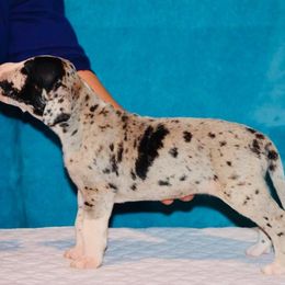Great Dane Puppies from YK Great Danes