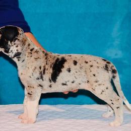 Great Dane Puppies from YK Great Danes