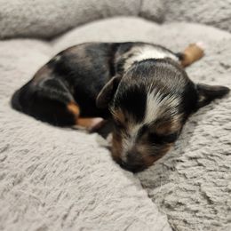 Josiah - Dapple male Dachshund puppy in Orlando, Florida from Small Batch Doxies