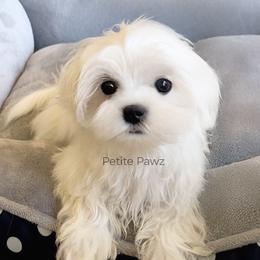 Joey - White male Maltese puppy in Tampa, Florida from Petite Pawz
