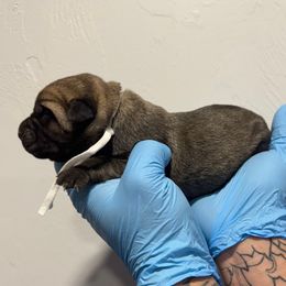 Female 2 - Fawn female Cane Corso puppy in Cashion, Oklahoma from APEXOK Cane Corsos LLC