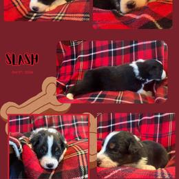 Slash - Black tri-color male Australian Shepherd puppy in Fort Lauderdale, Florida from Burning Heart Aussies