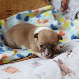 Girl 4 - Pembroke Welsh Corgi puppy in Karnack, Texas from Sureshot Corgis
