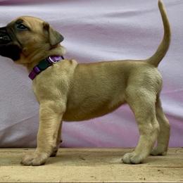 Violet Collar - Fawn female Perro de Presa Canario puppy in Raleigh, North Carolina from Kings Court Kennel