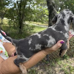 Dapple 2 - Dapple male Dachshund puppy in Brooksville, Florida from Ween Acres