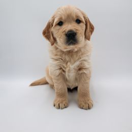 Golden Retriever Puppies from Wild Hearts Goldens
