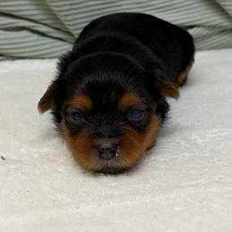 Female TEACUP - Black and tan female Yorkshire Terrier puppy in Monticello, Iowa from Ashley’s Puppies