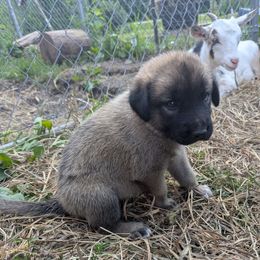 Girl 2 Pink girl - Fawn female Anatolian Shepherd Dog puppy in Cleveland, Minnesota from Schmahl Family Farms