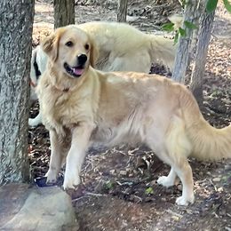 Pawley - Golden Retriever