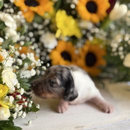 Black and tan piebald dapple - Dapple male Dachshund puppy in Wills Point, Texas from East Mini Dachshunds Texas