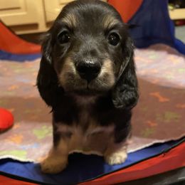 Bruce -pet only- - Dachshund puppy from AJs Doxies