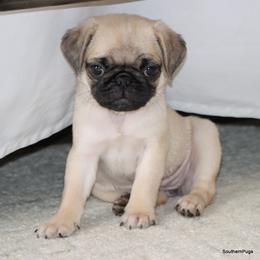 Blossom - Fawn female Pug puppy in Winnsboro, Texas from Southern pugs