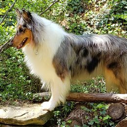 Collie All Grown Up from Grace Mountain Collies