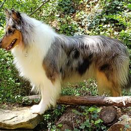 Collie All Grown Up from Grace Mountain Collies