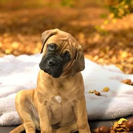 Bullmastiff Puppies from Ambrosia Mastiffs