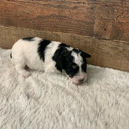 Flora - Parti female Poodle puppy in Haddam, Kansas from Golden B Acres