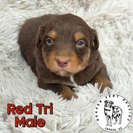 Umar - Red tri male Miniature Australian Shepherd puppy in Jaroso, Colorado from Heaven Sent Aussies