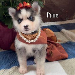 Prue - Wolf sable female Pomsky puppy in Venus, Pennsylvania from Hemlock Pines Pomsky