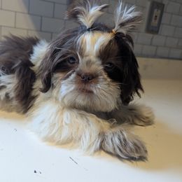 Juno - Shih Tzu