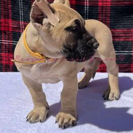 Perro de Presa Canario Puppies from Mesquite Creek Kennels