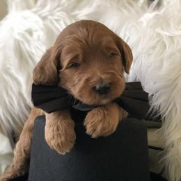 Bernedoodle and Goldendoodle Puppies from Heartfelt GoldenDoodles