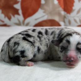 Charlie - Blue merle male Miniature Australian Shepherd puppy in Bauxite, Arkansas from J & B Mini Aussies