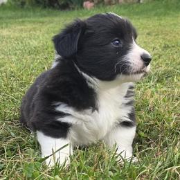 Cardigan Welsh Corgi puppies from Pondside Kennels