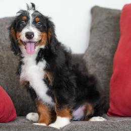 Ragnar - Tri-color male Bernedoodle puppy in Dundee, Ohio from Down Home Doodle
