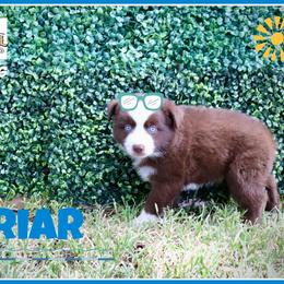 Briar - Red tri male Miniature Australian Shepherd puppy in Madisonville, Texas from Flying LL Aussies