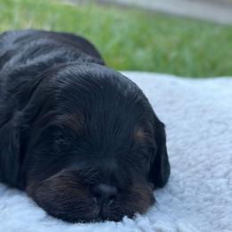 Rupert - Tri-color male Cavapoo puppy in Auburn, California from Gold Country Doodles