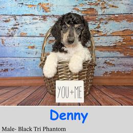 Boy 2 - Phantom male Poodle puppy in Kenyon, Minnesota from Country Breeze Poodles