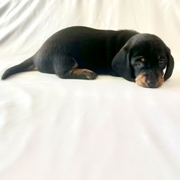 Boy 2 - Black and tan male Dachshund puppy in Silver Springs, Florida from DeMarsh's Dachshunds