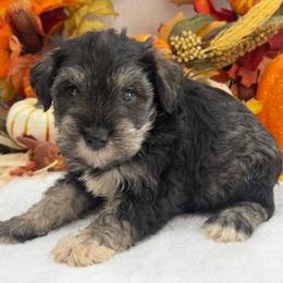 Gypsy Male 2 - Salt and pepper male Miniature Schnauzer puppy in Pageland, South Carolina from New Haven Farms