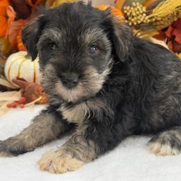 Gypsy Male 2 - Salt and pepper male Miniature Schnauzer puppy in Pageland, South Carolina from New Haven Farms