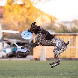 "Fish " German Shorthaired Pointer All Grown Up from Kuhl Palmer Kennels