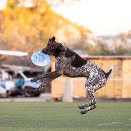 "Fish " German Shorthaired Pointer All Grown Up from Kuhl Palmer Kennels