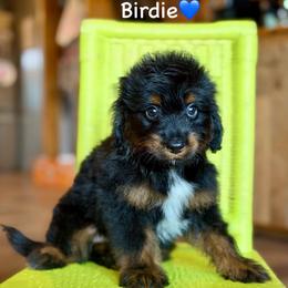 Birdie - Black phantom male Aussiedoodle puppy in Lancaster, Minnesota from Finney Ranch